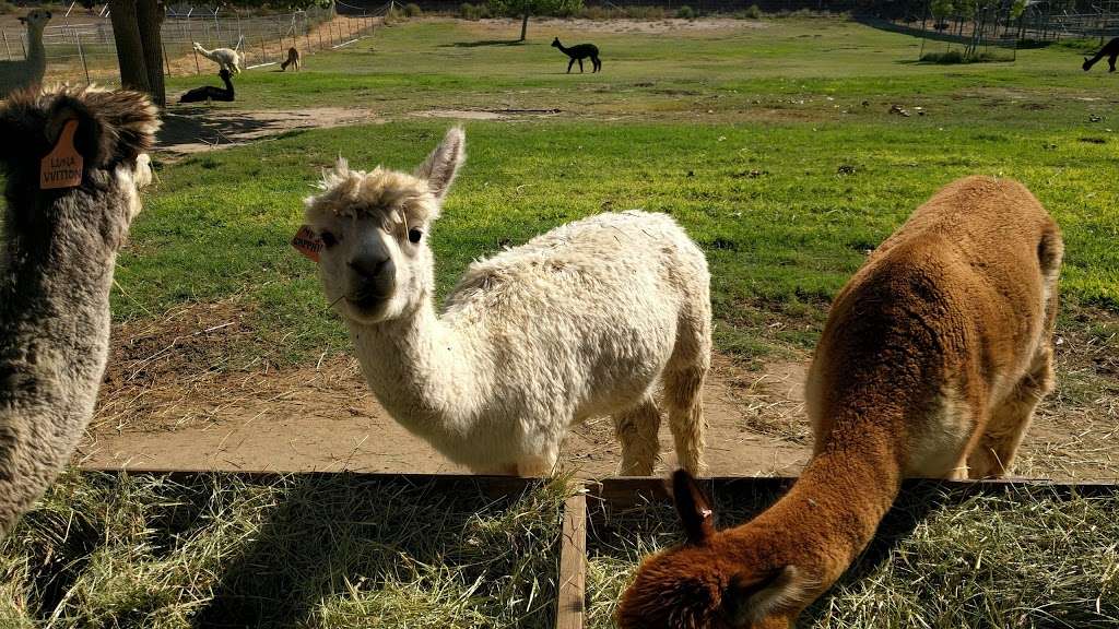 Alpacas at Windy Hill | 7660 Bradley Rd, Somis, CA 93066, USA | Phone: (805) 907-5162