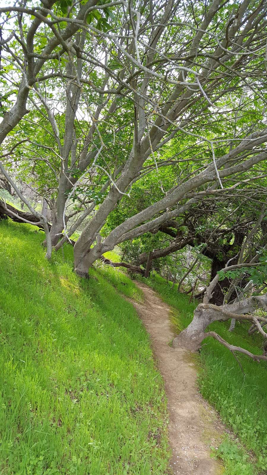 Peña Adobe Regional Park | 4699 Peña Adobe Rd, Vacaville, CA 95687, USA | Phone: (707) 449-6126