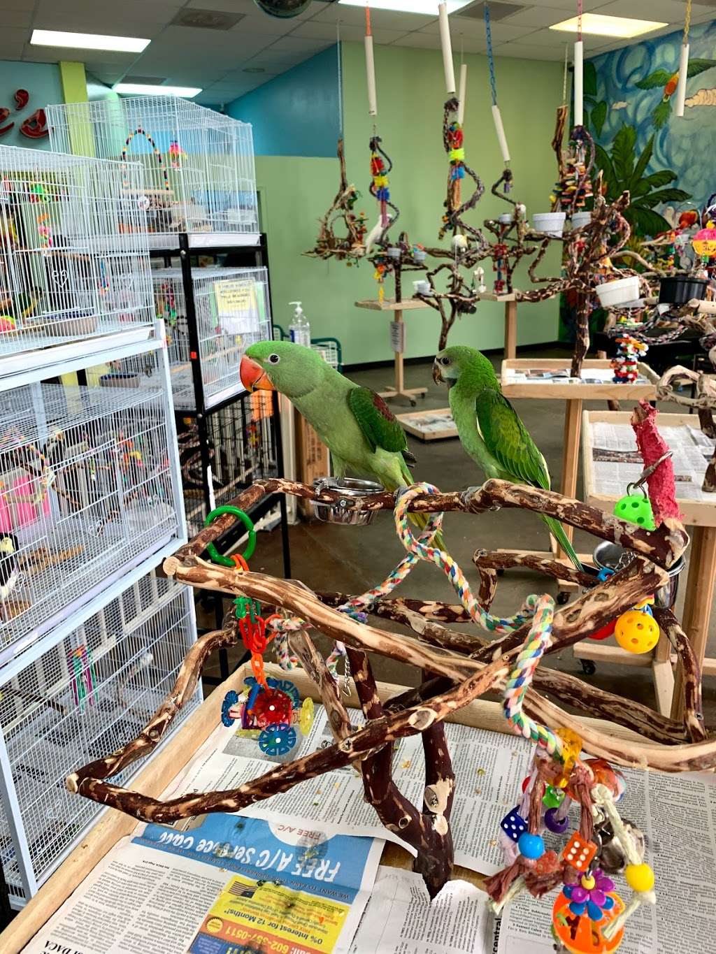 Exotic Birds | 820 E Greenway Pkwy, Phoenix, AZ 85022, USA | Phone: (602) 493-7387