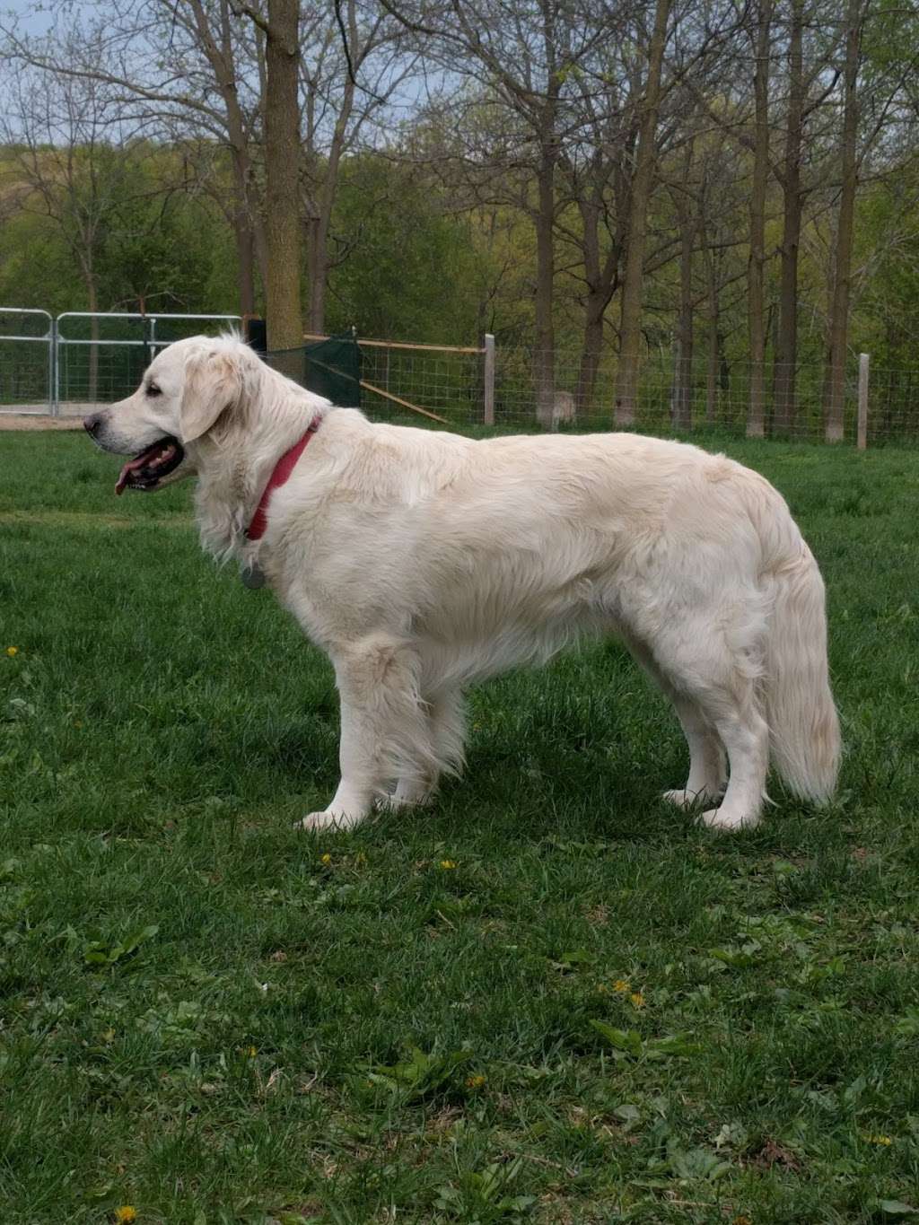 Minooka Dog Park | 1927 E Sunset Dr, Waukesha, WI 53189, USA | Phone: (262) 548-7801