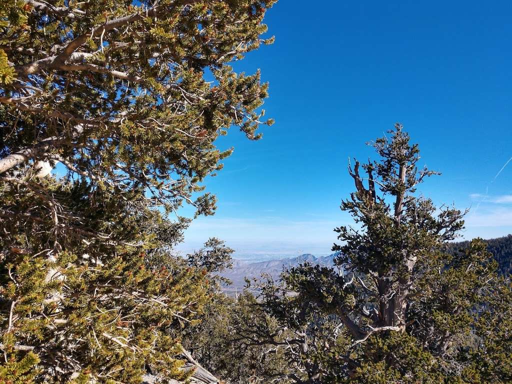 Rain Tree | Forest Trail 041, Mt Charleston, NV 89124, USA