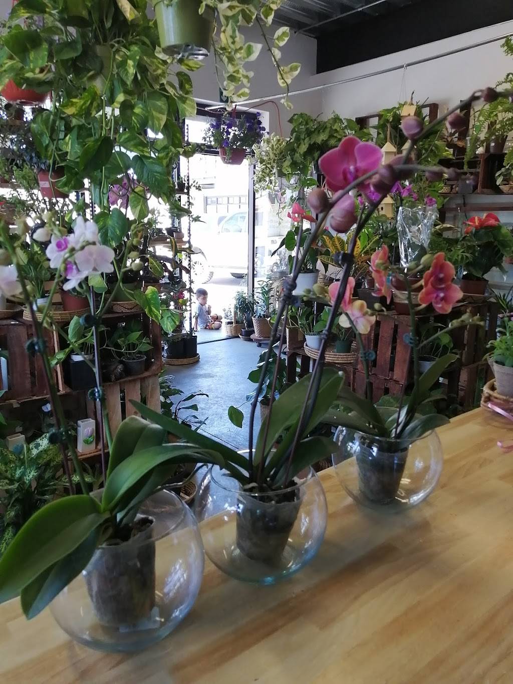 Flores Gea (Flores y Plantas) | Panamericana 9307, Panamericano, 22647 Tijuana, B.C., Mexico | Phone: 664 164 2662