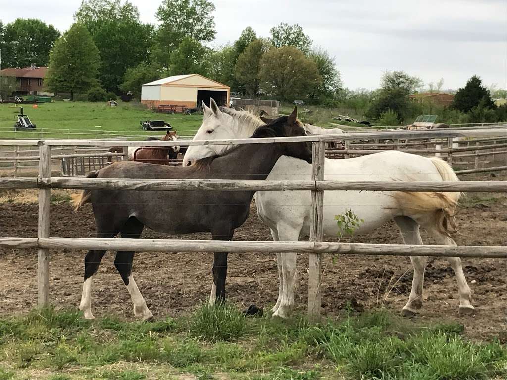 Tally Ho Equestrian Centre - Horse Boarding, Riding Lessons, Tra | 27703 187th St, Leavenworth, KS 66048, USA | Phone: (913) 704-9405