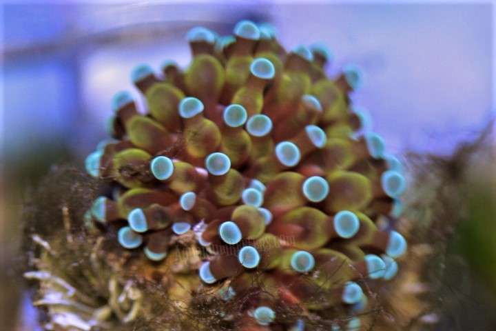 Aquarium Reefers Online Store | 5611 Willow Crest Ave, North Hollywood, CA 91601, USA | Phone: (818) 915-4398