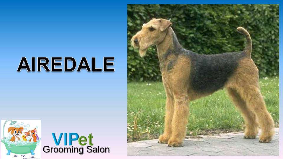 VIPet Grooming Salon! The V.I.P service for your pet. | 2 Galleria Mall Dr, Taunton, MA 02780, USA | Phone: (508) 822-1443