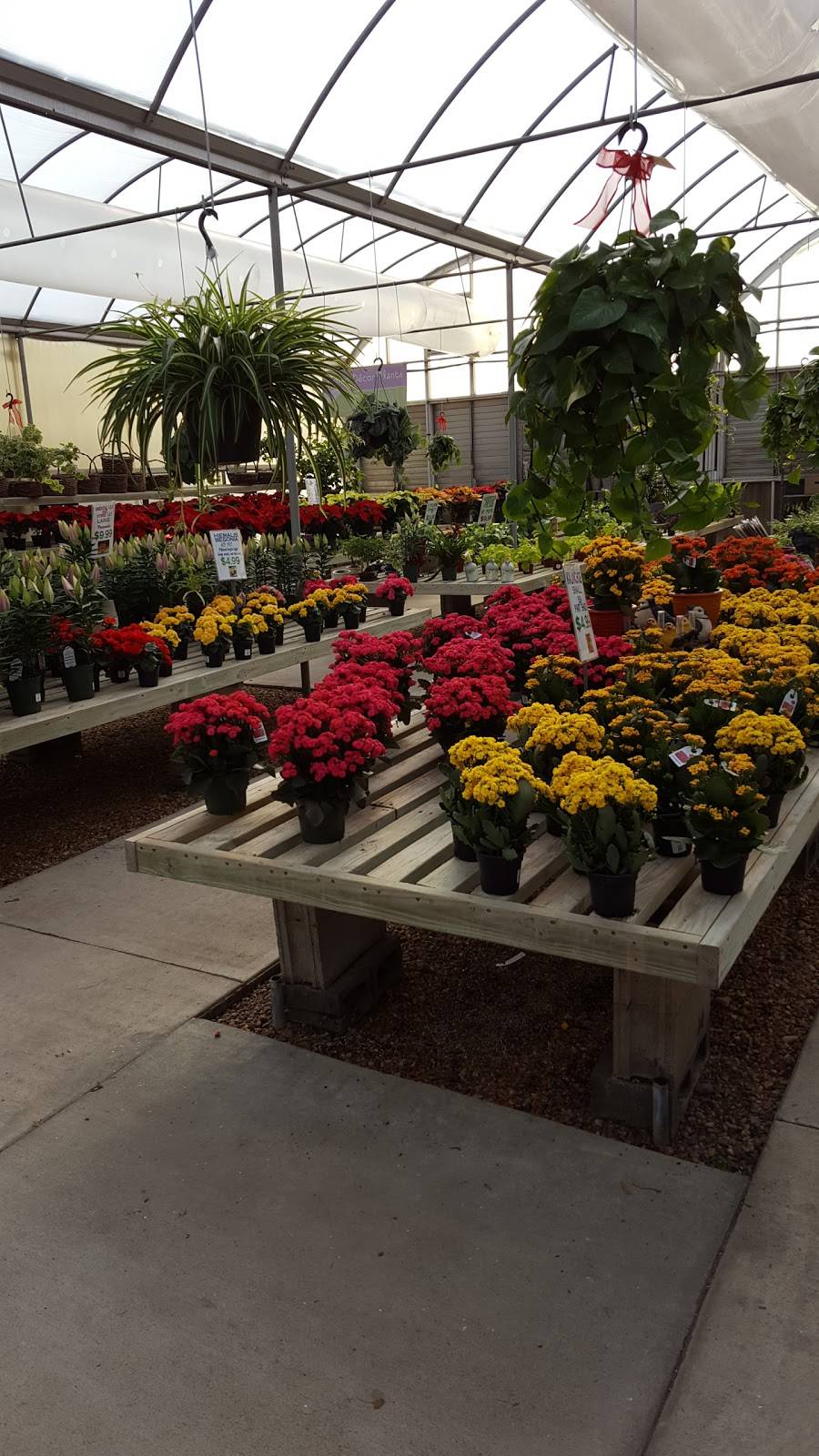 Whites Nursery & Greenhouses | 3133 Old Mill Rd, Chesapeake, VA 23323, USA | Phone: (757) 487-1300