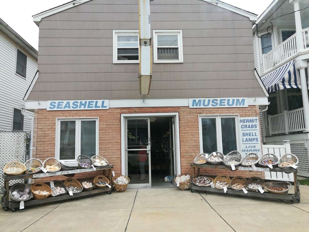 Discovery Seashell Museum | 2721 Asbury Ave, Ocean City, NJ 08226 | Phone: (609) 398-2316