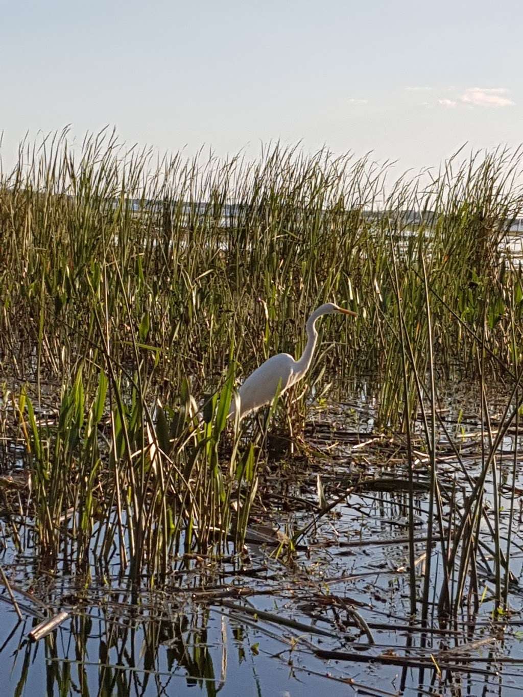 Wild Willys Airboat Tours | 4715 Kissimmee Park Rd, St Cloud, FL 34772, USA | Phone: (407) 891-7955