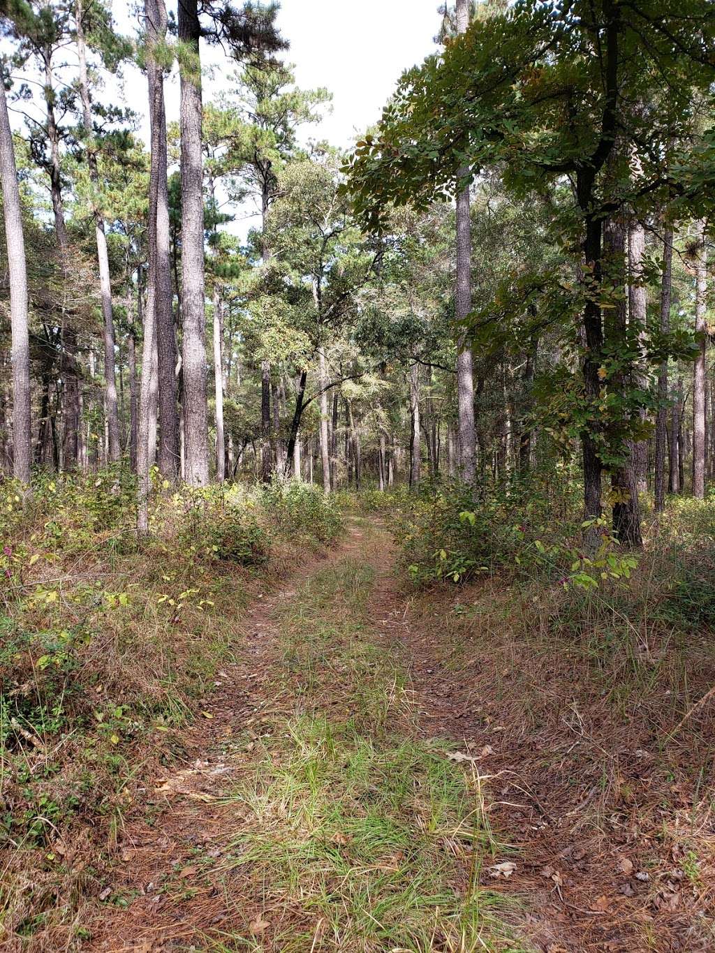 Sam Houston National Forest Equestrian Parking | Forest Service Rd 234, New Waverly, TX 77358, USA