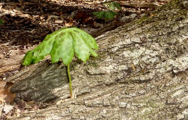 Robert B. Gordon Natural Area for Environmental Studies | Stadium Rd, West Chester, PA 19382