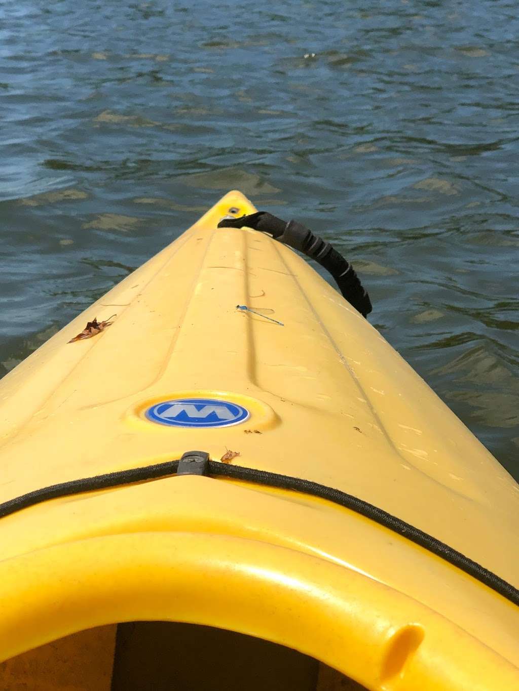 Billington Sea Kayak | 41 Branch Point Rd, Plymouth, MA 02360, USA | Phone: (508) 746-5644