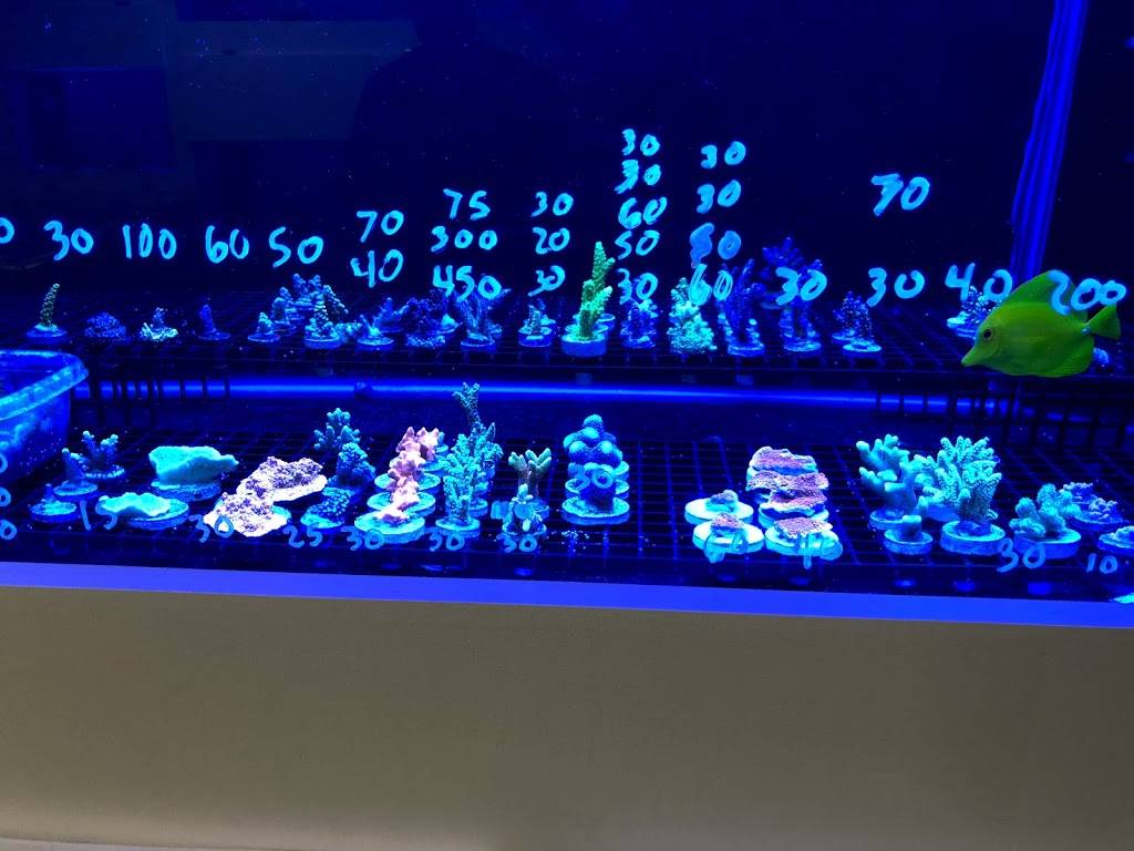 Aquarium Customs, INC. | 303 N Aspen Ave, Broken Arrow, OK 74012, USA | Phone: (918) 853-4402 Aquarium Customs, INC. | 303 N Aspen Ave, Broken Arrow, OK 74012, USA | Phone: (918) 853-4402