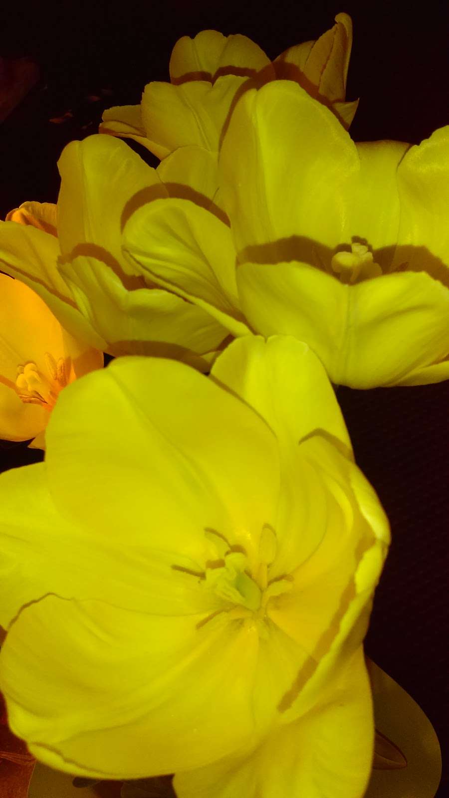 Petals Flowers & Fine Gifts | 4 Rockland Rd, Wilmington, DE 19807 | Phone: (302) 654-9556