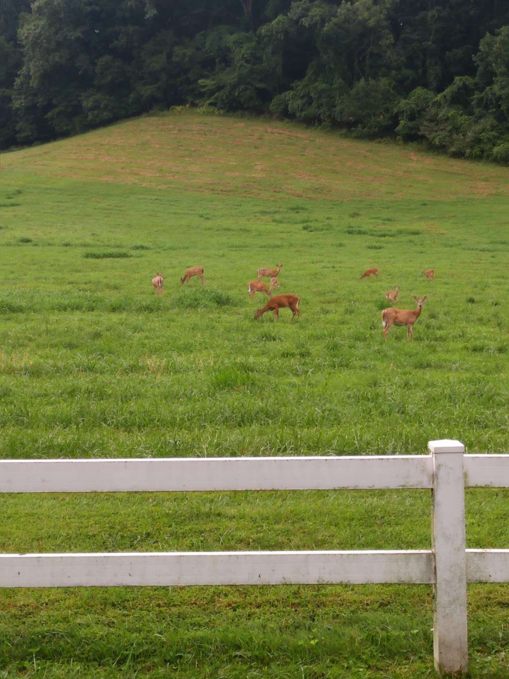 Marshall Bridge Preserve | &, Farm Lane, Benge Rd, Hockessin, DE 19736, USA | Phone: (610) 347-0347