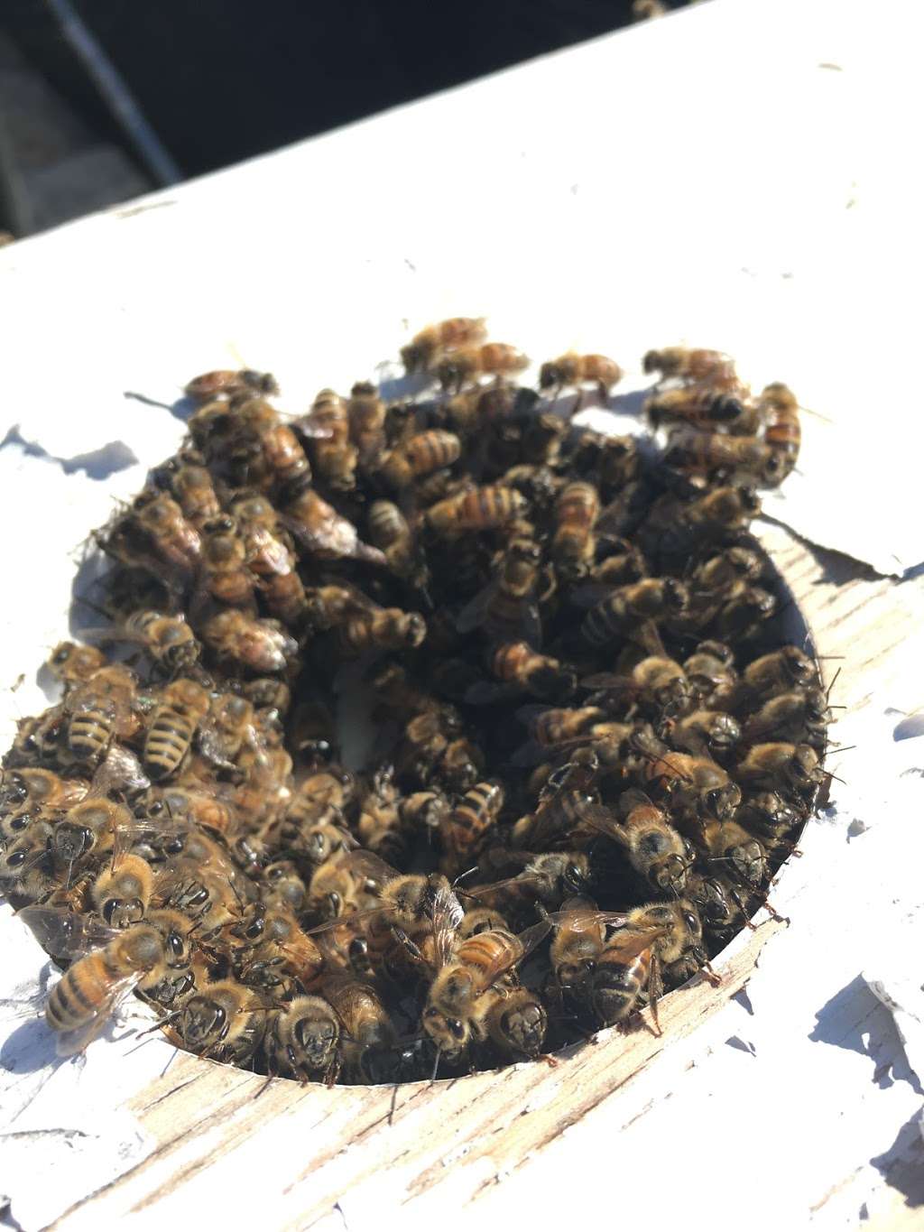 QueenB Live Bee Removal | 4327, 301 Sweetwood St, San Diego, CA 92114, USA | Phone: (619) 674-2841