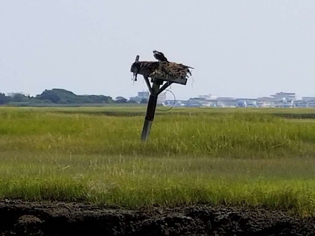 Skimmer Tours - Salt Marsh Safari | 1001 Ocean Dr, Wildwood, NJ 08260, USA | Phone: (609) 884-3100