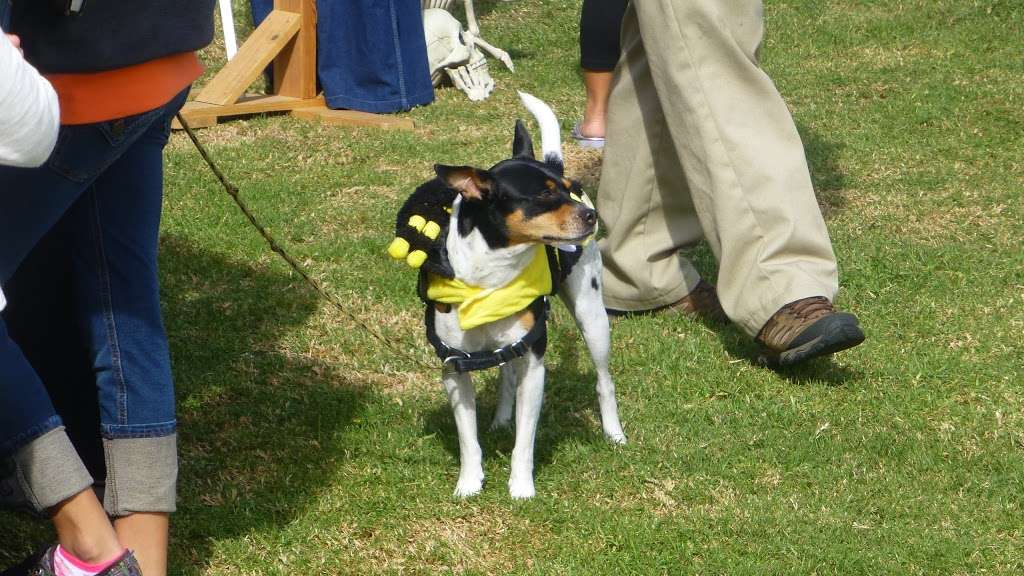 HAUTE DOG HOWLOWEEN PARADE | E Marina Dr, Long Beach, CA 90803