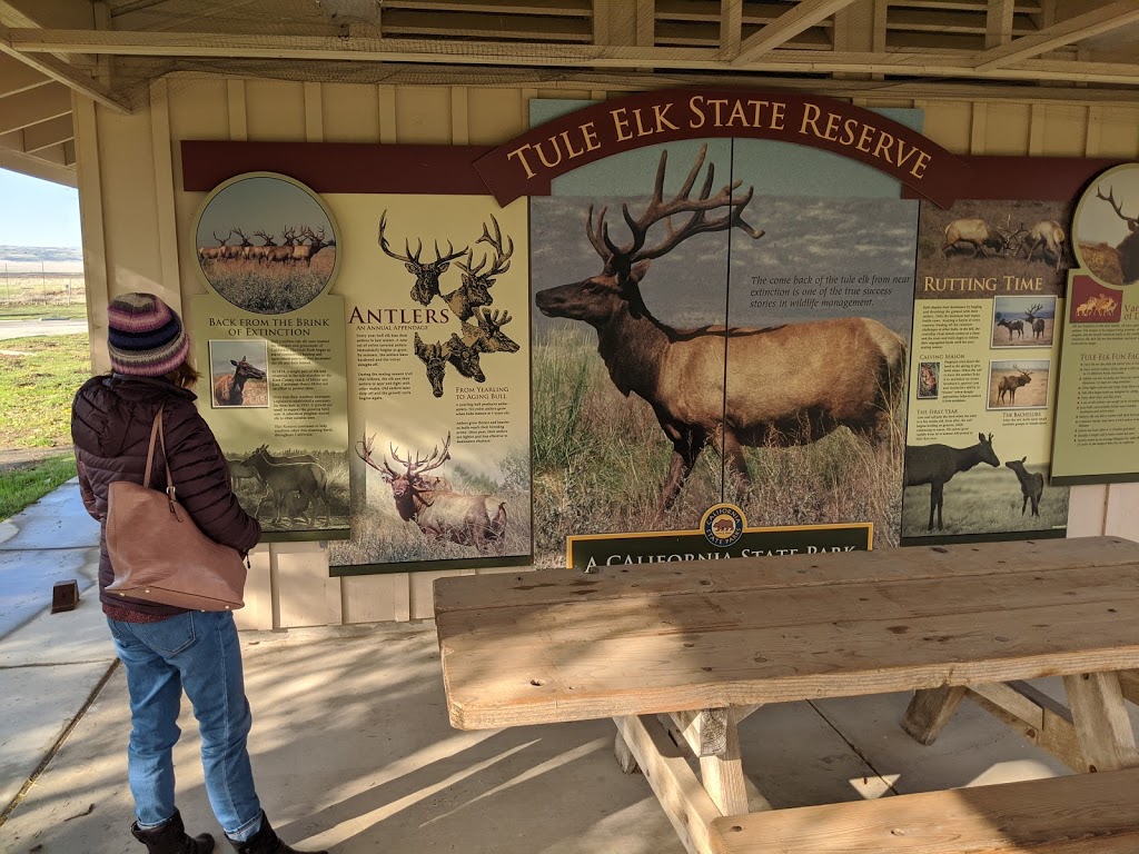 Tule Elk Reserve State Natural Reserve | 8653 Station Rd, Buttonwillow, CA 93206, USA | Phone: (661) 764-6881