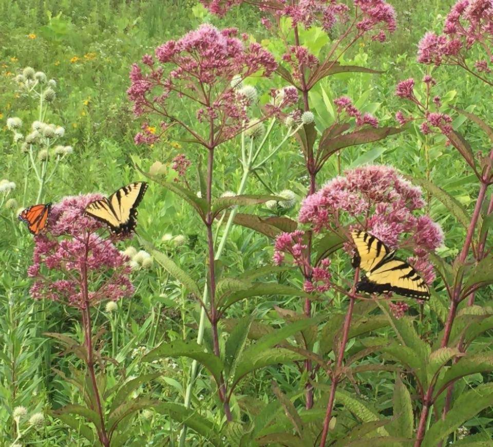 Zimmerman Wetland Bird Habitat | 4650 Bellsville Pike, Nashville, IN 47448, USA | Phone: (317) 409-2029