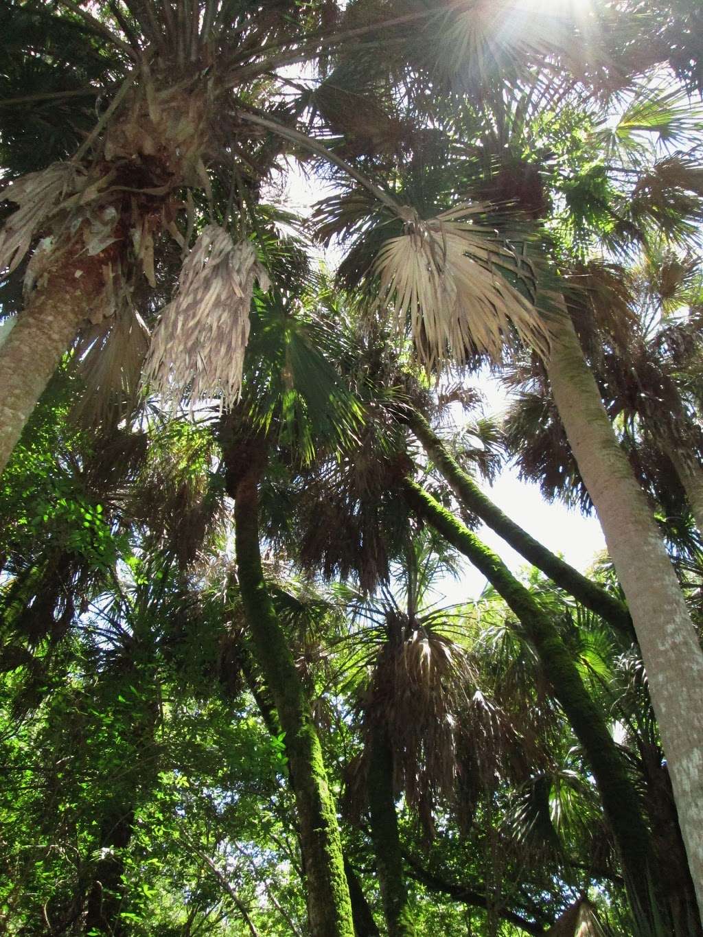 Hammock Trails -Oak Hammock , Palm Hammock | Florida