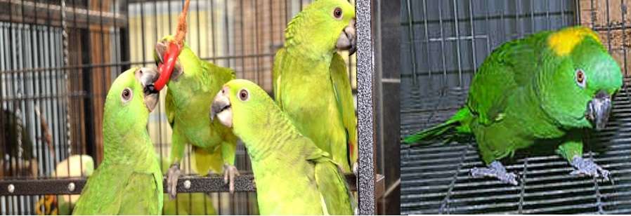 Royal Bird Company Avicultural Breeding Research Center | 2804 NC-150, Lincolnton, NC 28092 | Phone: (704) 735-8601