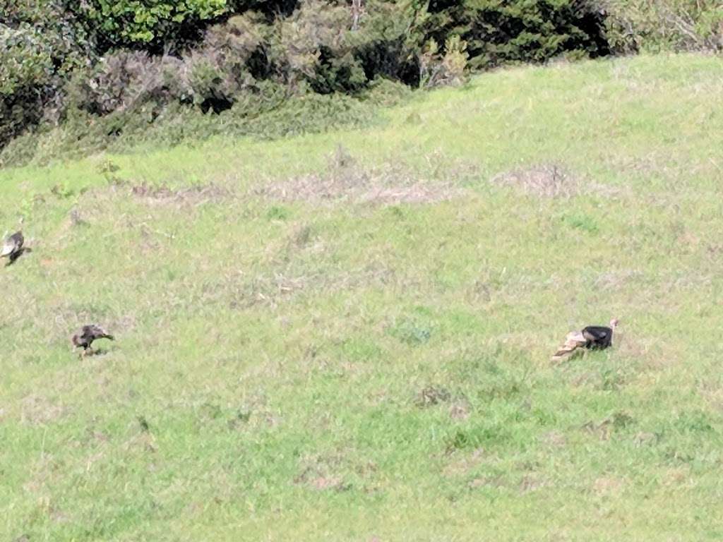 Gary Giacomini Open Space Preserve | San Geronimo Ridge Rd, Forest Knolls, CA 94933