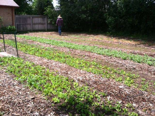 Micro Farms | 7020 W 61st Ave, Arvada, CO 80003, USA | Phone: (303) 588-3640