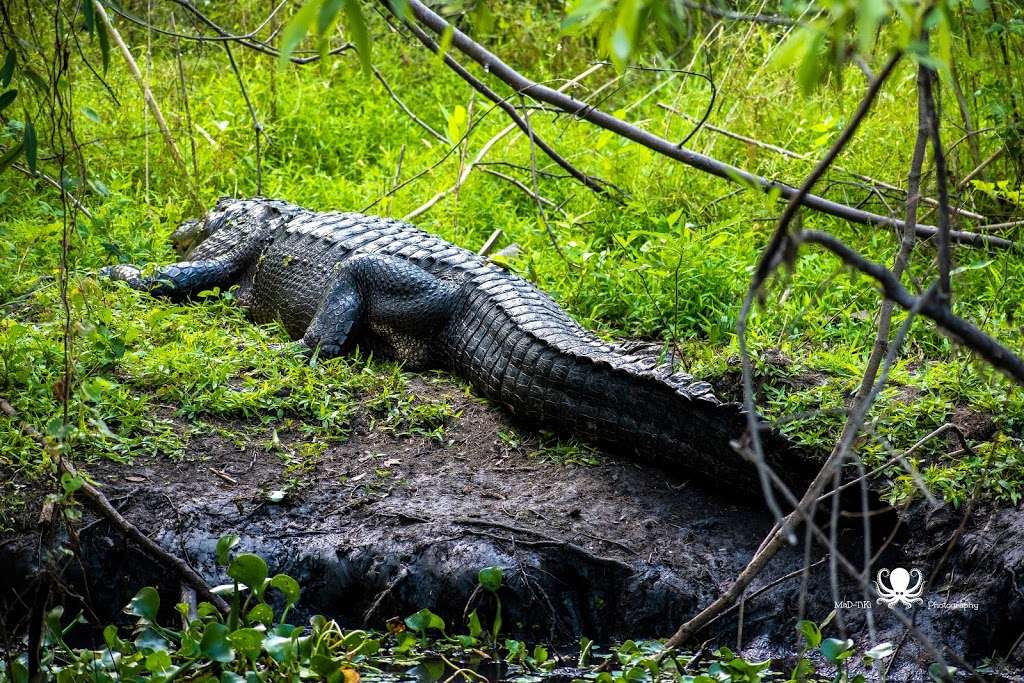 Black Bear Wilderness Trailhead | 5298 Michigan Ave, Sanford, FL 32771, USA | Phone: (407) 665-2211