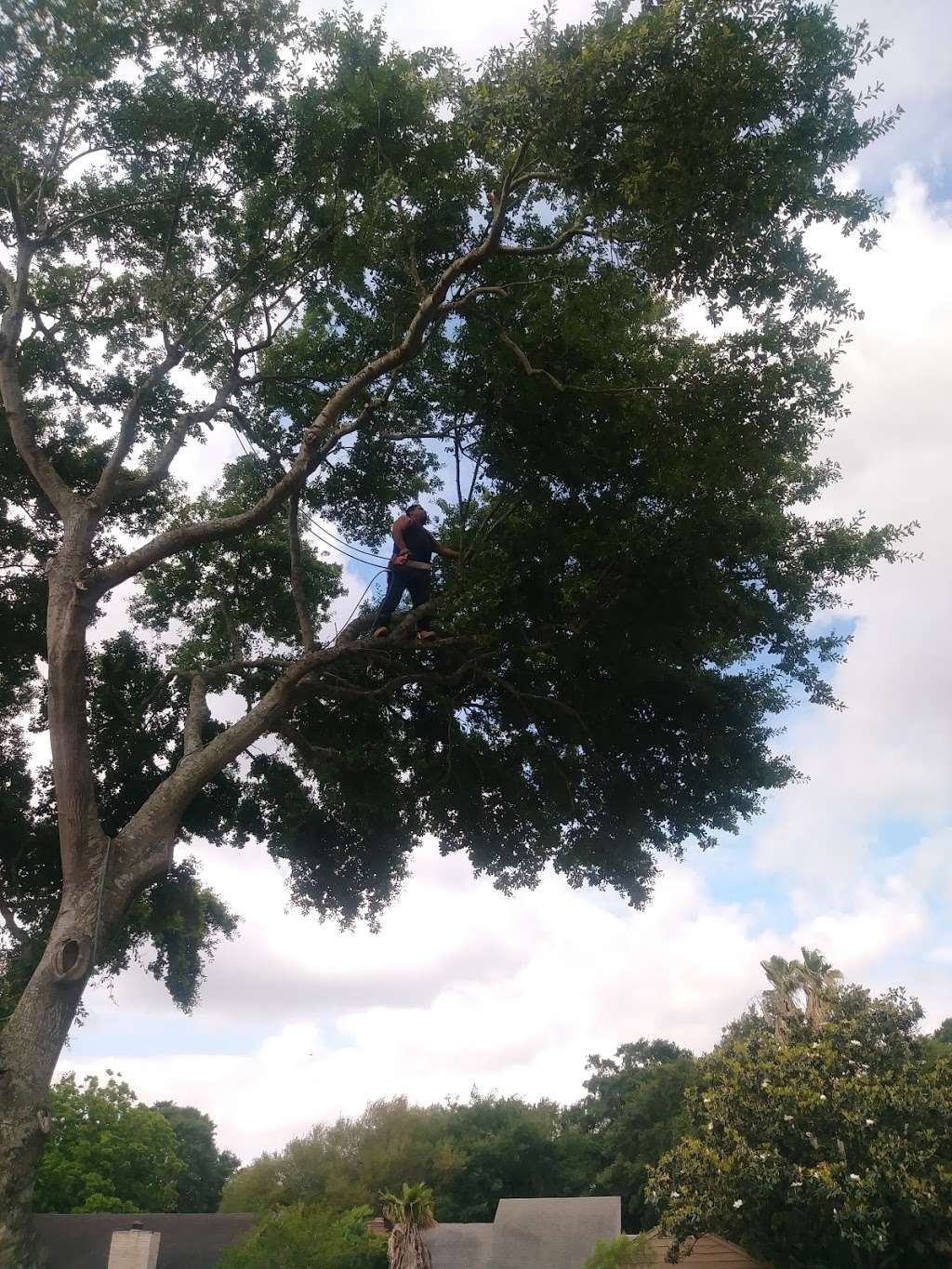 GARCIA’S TREE SERVICE AND LAWN CARE | 18835 N Lyford Dr, Katy, TX 77449, USA | Phone: (818) 605-9414