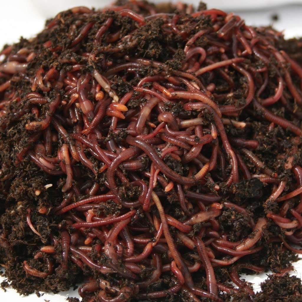 Composting Worms | 2046 Henry Ln, Spring Grove, PA 17362, USA | Phone: (800) 373-0555