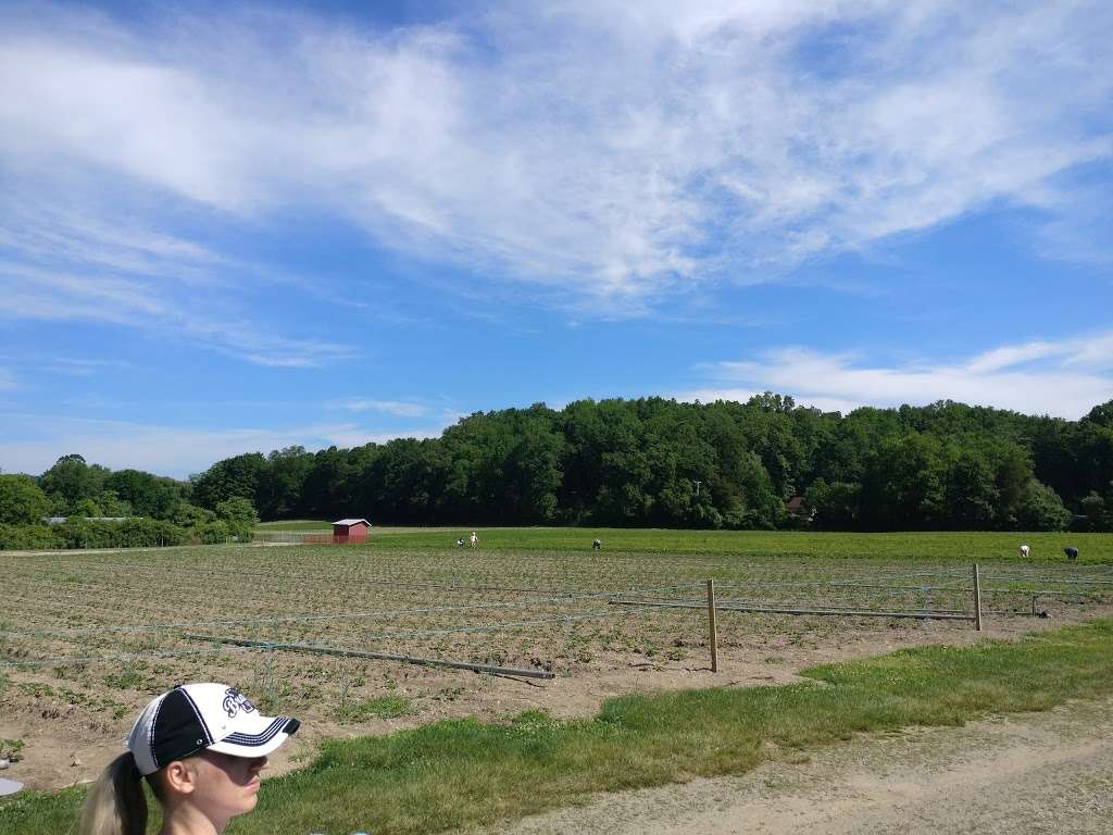 Farm strawberries pickup | 519 US-206, Newton, NJ 07860, USA