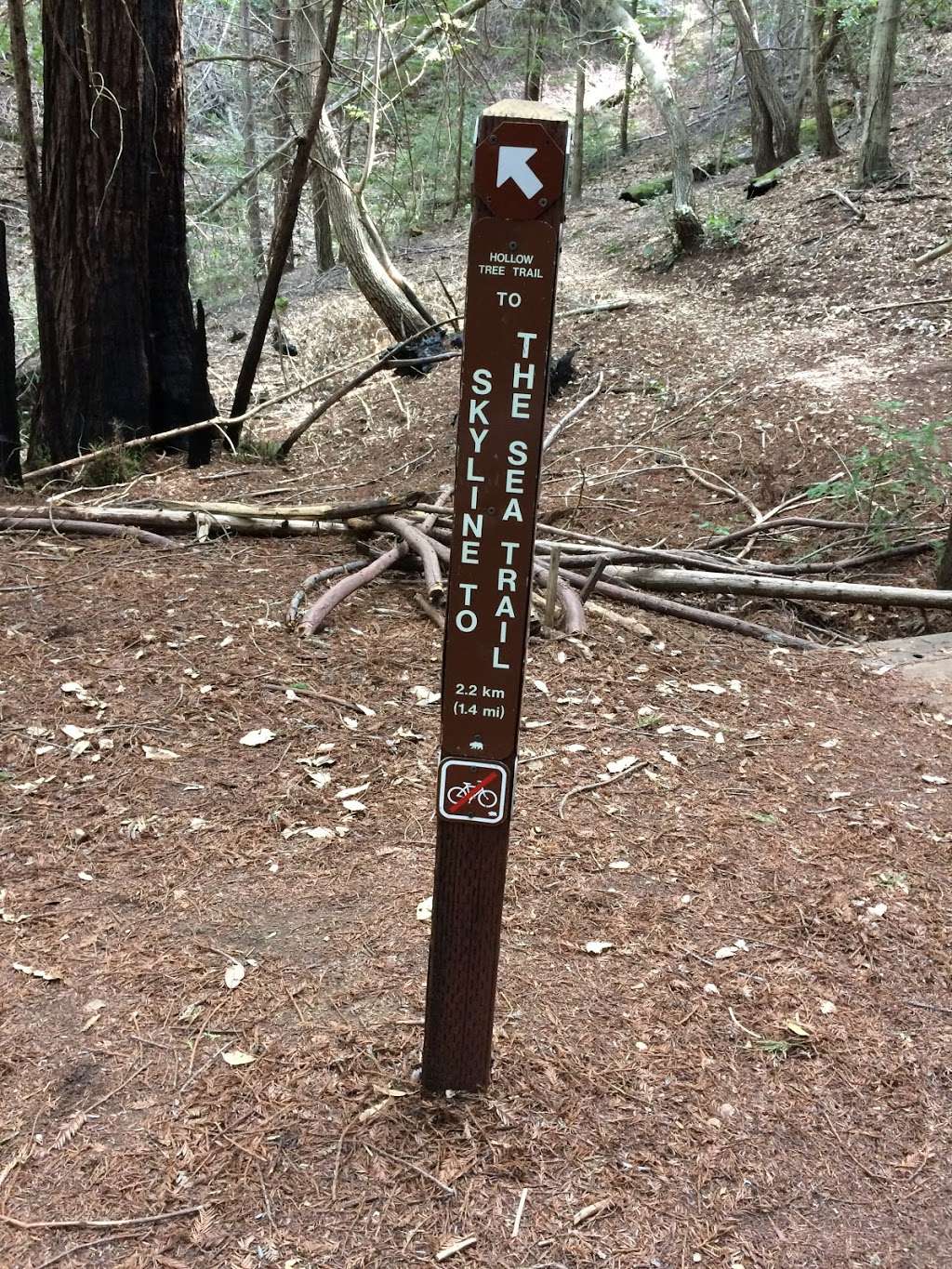 The Grove of Stout-Hearted Wonders | Skyline-to-the-Sea Trail, Boulder Creek, CA 95006, USA