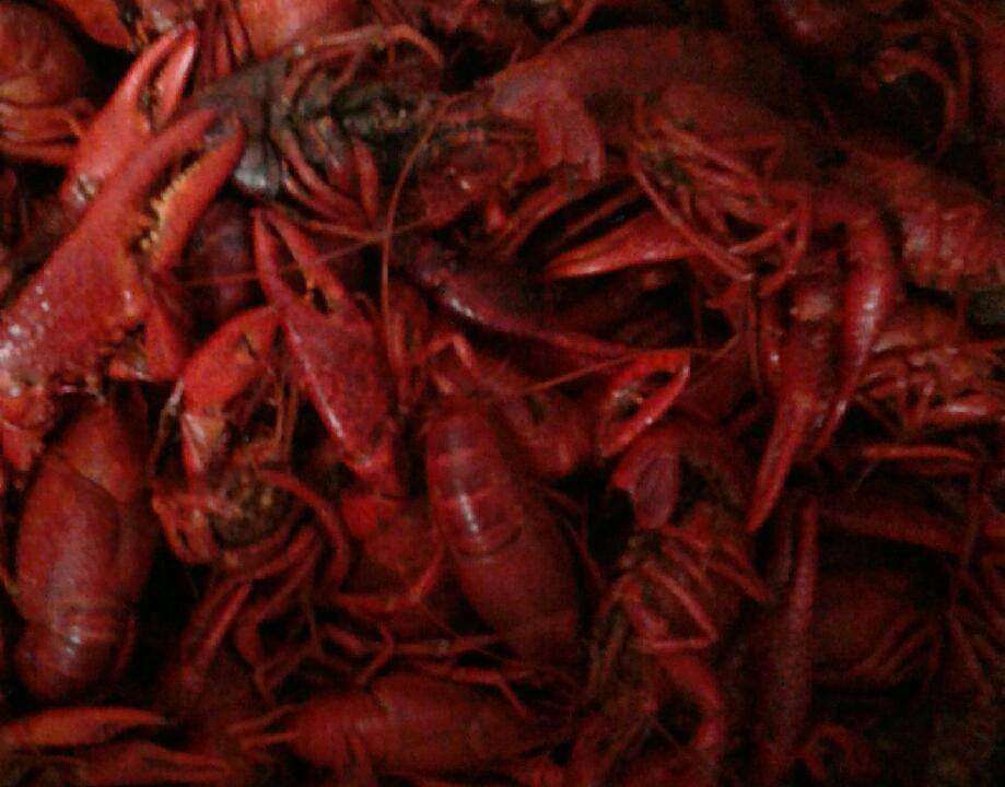 NOLA Seafood Shack (Authentic Cajun Cuisine) | 2844-B Fry Rd, Katy, TX 77450, USA | Phone: (281) 398-1685