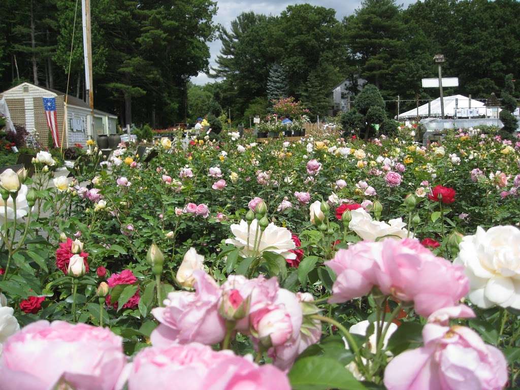 Lake Street Garden Center llc | 37 Lake St, Salem, NH 03079, USA | Phone: (603) 893-5858