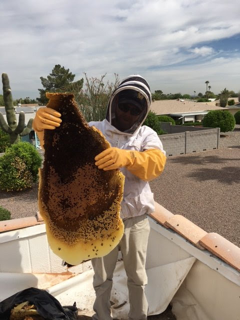 Phoenix Bee Removal LLC. | 8110 E Cactus Rd, Scottsdale, AZ 85260, USA | Phone: (480) 612-1620