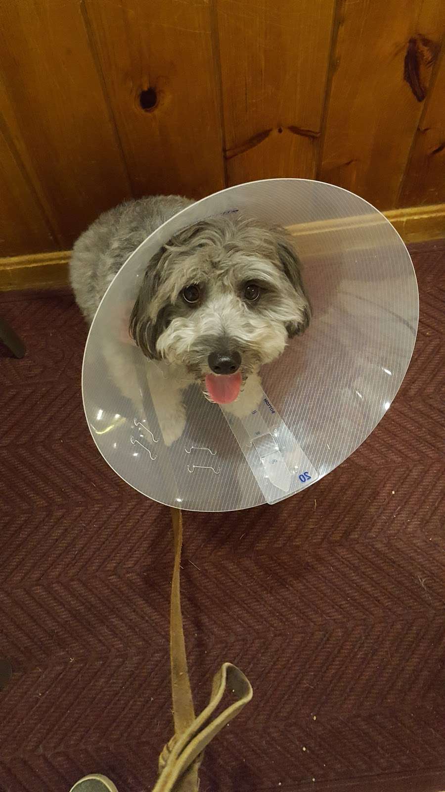 Framingham Animal Hospital Inc | 1415 Edgell Rd, Framingham, MA 01701, USA | Phone: (508) 877-0900