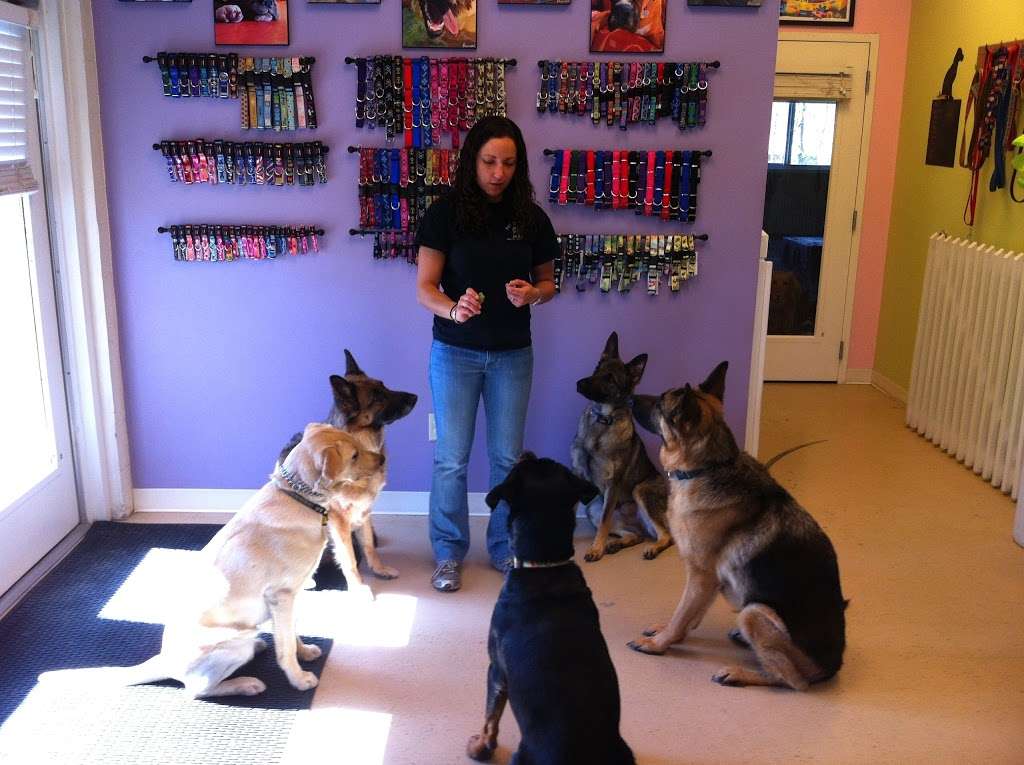 Pet Degree Dog Training Center | 100 Corporate Dr UNIT B101, Trumbull, CT 06611, USA | Phone: (203) 268-2275