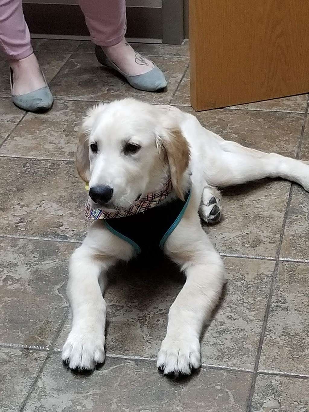 Perimeter Veterinary Center | 23734 W 83rd Terrace, Shawnee, KS 66227, USA | Phone: (913) 742-8387