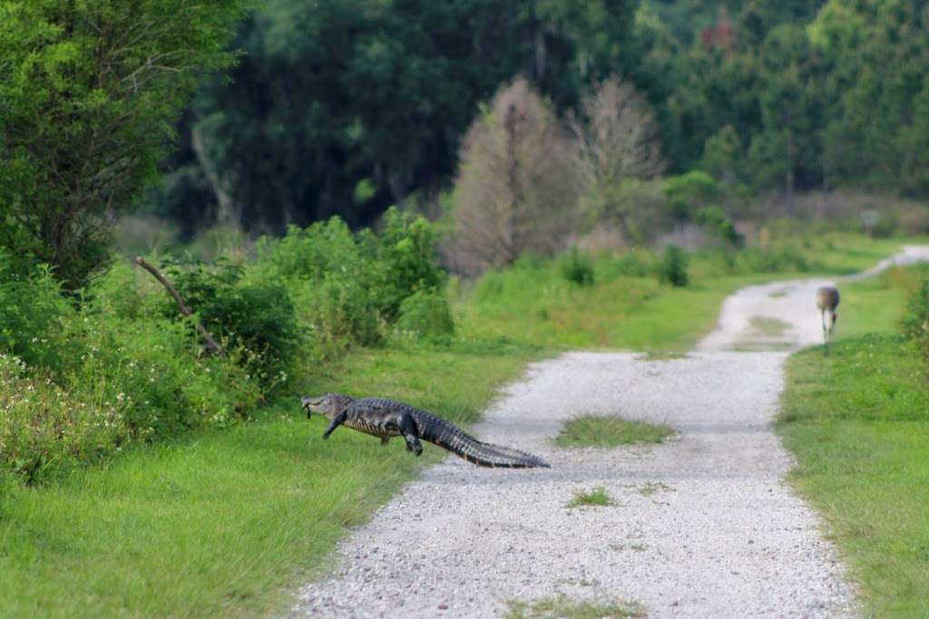 Polks Nature Discovery Center | 4399 Winter Lake Rd, Lakeland, FL 33803, USA | Phone: (863) 668-4673