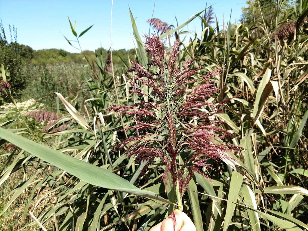 Massapequa Preserve | Oyster Bay, NY