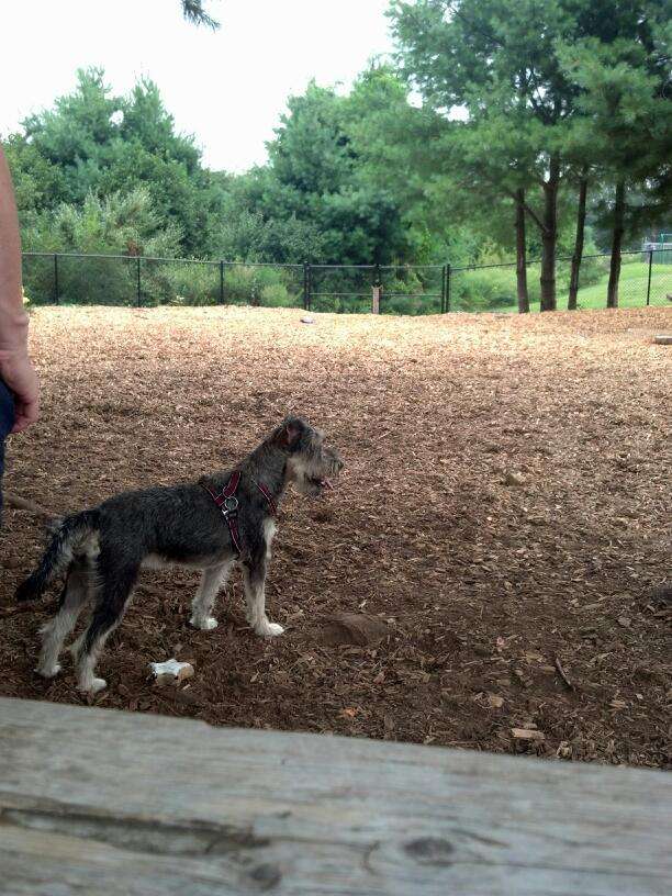 Dog Park at Dacey Community Field | Lincoln Street, Franklin, MA 02038