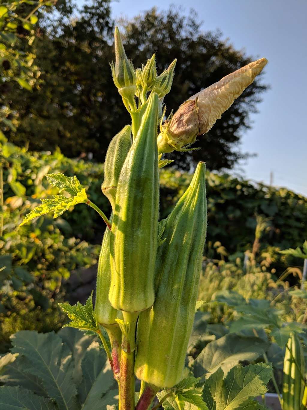 Resilient Roots Farm | 2819-2899 Cramer St, Camden, NJ 08105