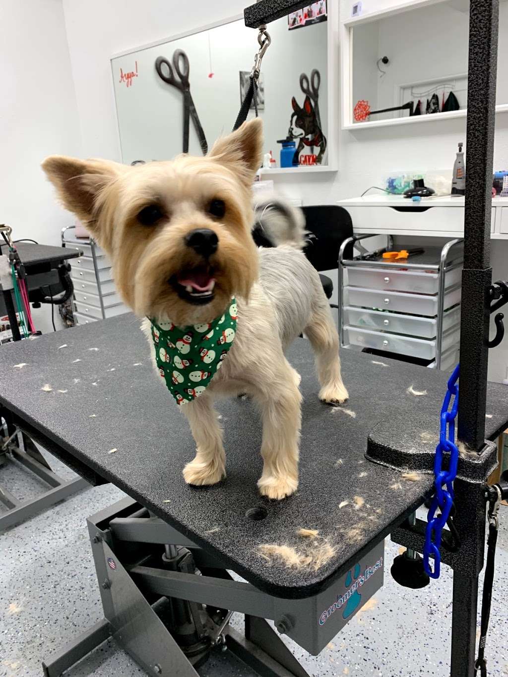 Good Boy Grooming | 5535 Roosevelt Ave suite 2, San Antonio, TX 78214, USA | Phone: (210) 709-7606