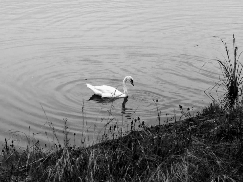 Pacheco Pond | 600-748 Bel Marin Keys Blvd, Novato, CA 94949, USA