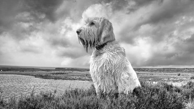 Mt. Airy Dog Park | 3006 Westwood Northern Blvd, Cincinnati, OH 45211, USA | Phone: (513) 352-4080