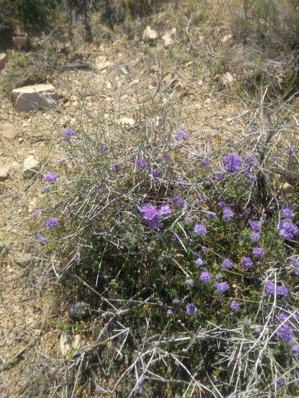 Phacelia Wildlife Sanctuary | Lancaster, CA 93535, USA