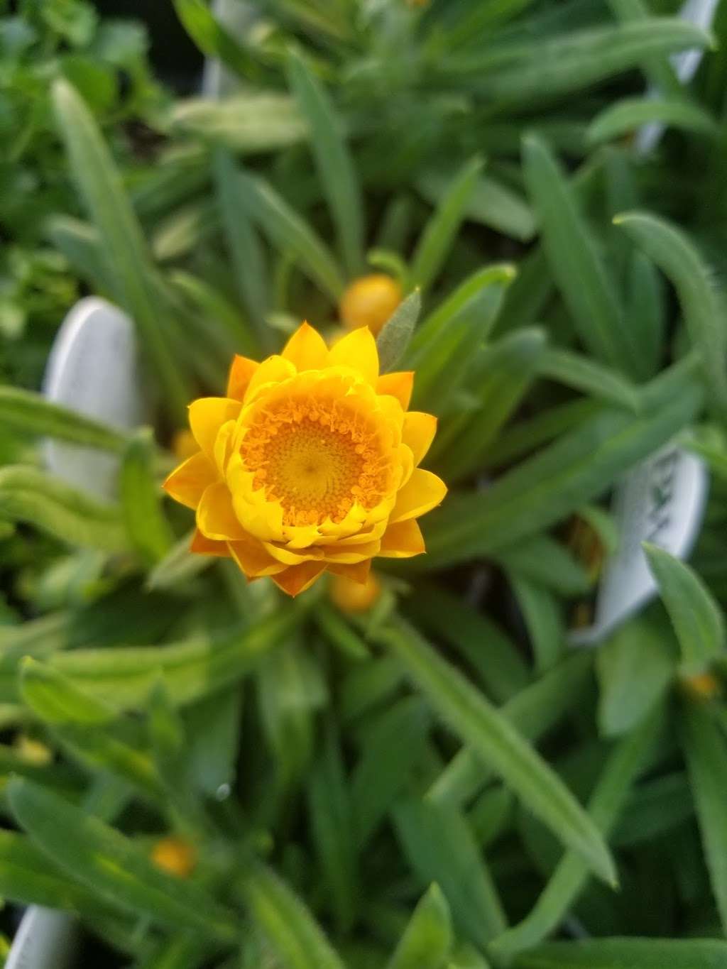 Lakeside Greenhouses | 31494 Greenhouse Ln, Laurel, DE 19956, USA | Phone: (302) 875-2457