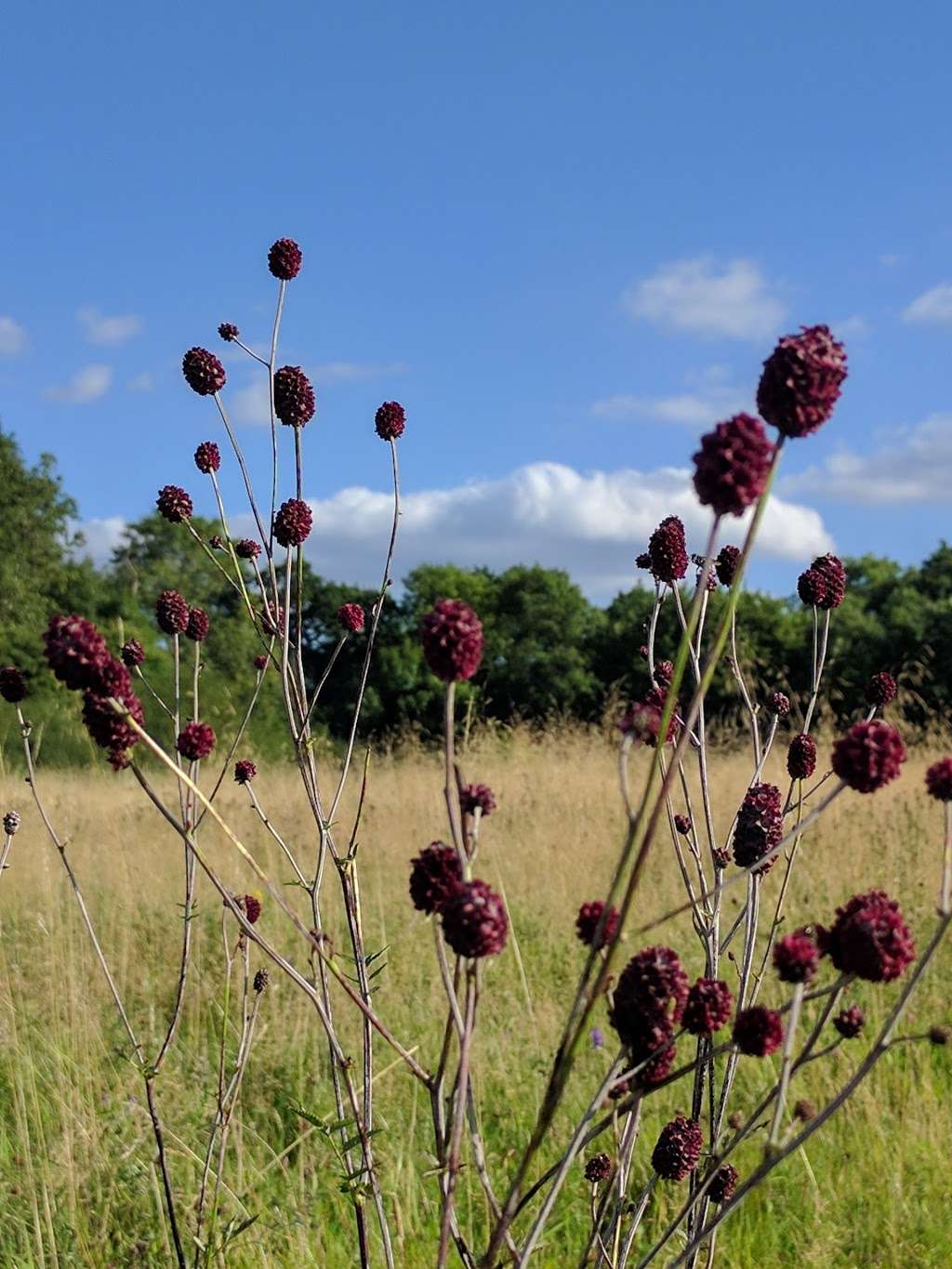 Totteridge Fields Nature Reserve | London NW7 4HR, UK