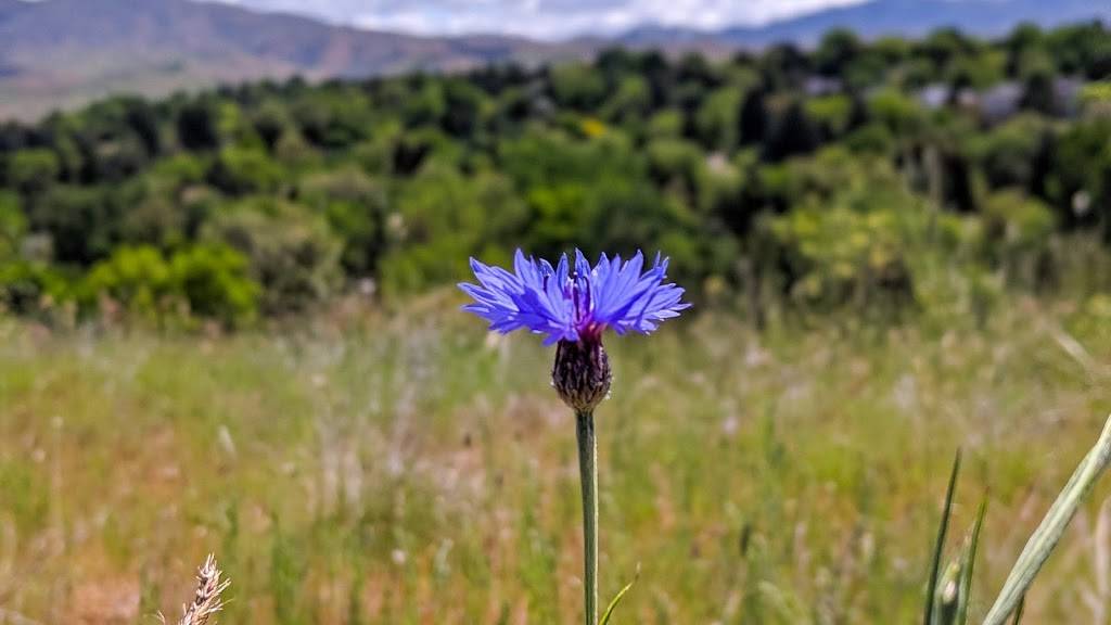 Harrison Hollow Trailhead and Parking | 2899 N Harrison Hollow Ln, Boise, ID 83703, USA | Phone: (208) 493-2531