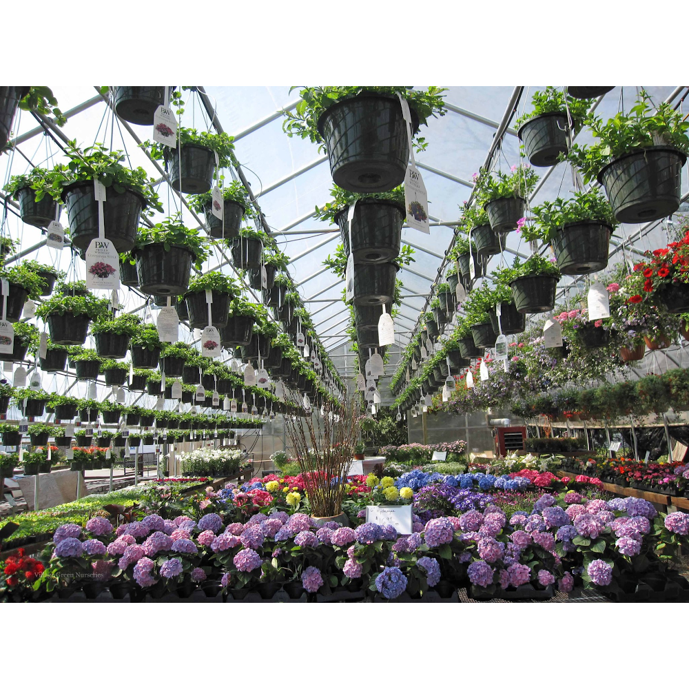 Village Green Nurseries Inc | 186 Dedham St, Norfolk, MA 02056, USA | Phone: (508) 384-2355